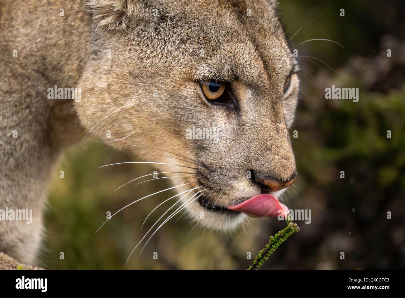 Licking Bush Hi res Stock Photography And Images Alamy Licking Bush Hi res Stock Photography And Images Alamy