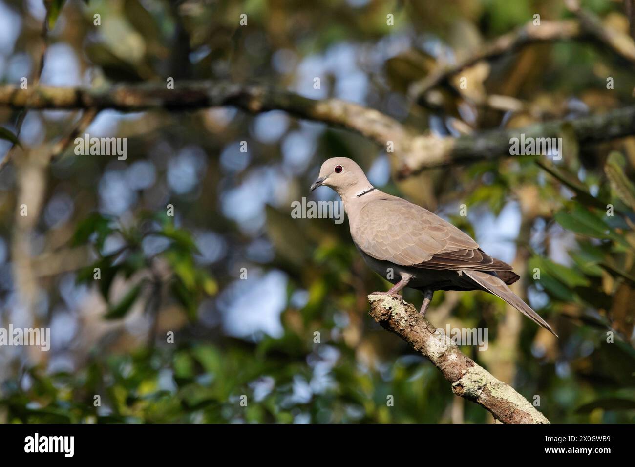 Eurasian Collared-Dove, Streptopelia decaocto, Jhalana, Rajasthan, India Stock Photo