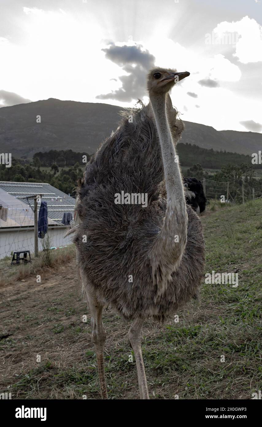South Africa. Ostrich farm, care of wild animals. Ostrich walks freely on rehabilitation contact zoo territory. Stock Photo