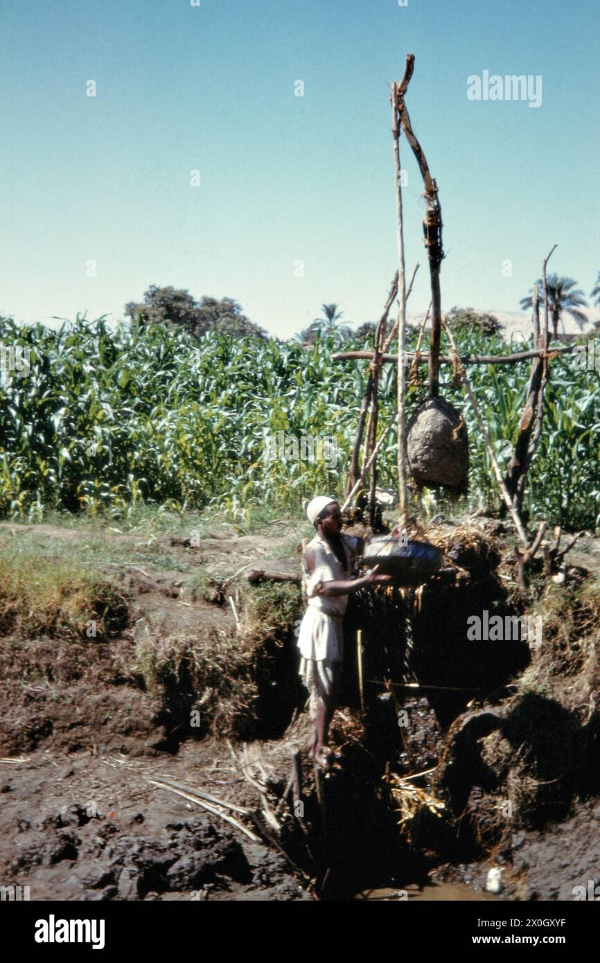 An Egyptian farmer at a shadoof (irrigation device) on a field in boots. [automated translation] Stock Photo