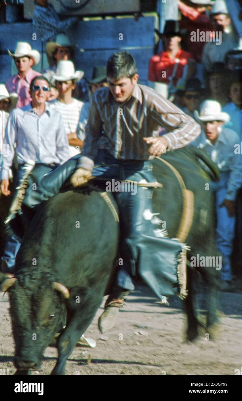 Translate Rodeo New mexico usa 1973 bull hi-res stock photography and images - Alamy