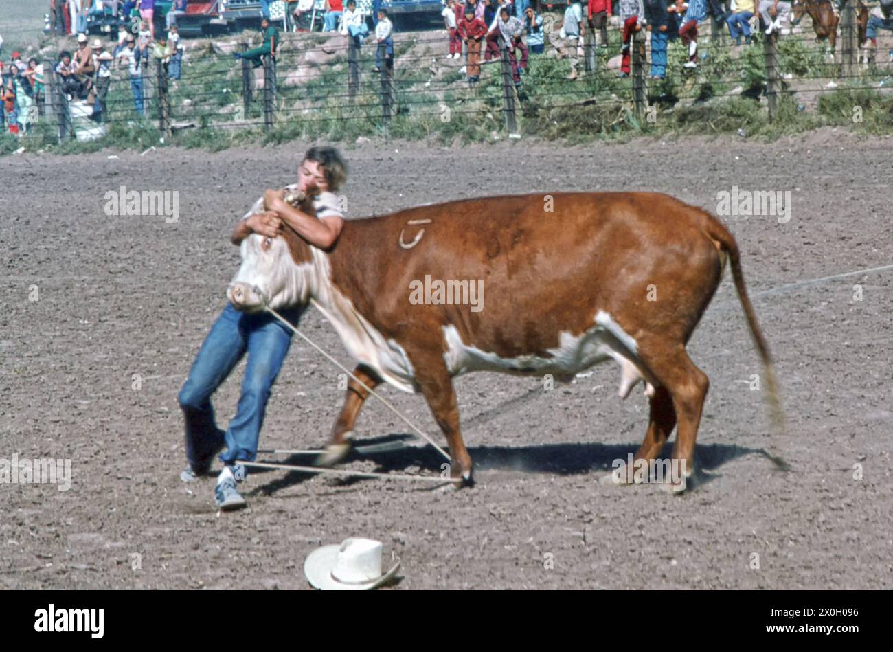 Translate Rodeo Young men catch and tie up calf at rodeo, Grants, New Mexico, USA ...