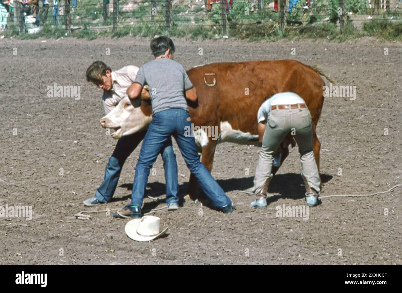 Translate Rodeo Young men catch and tie up calf at rodeo, Grants, New Mexico, USA ...