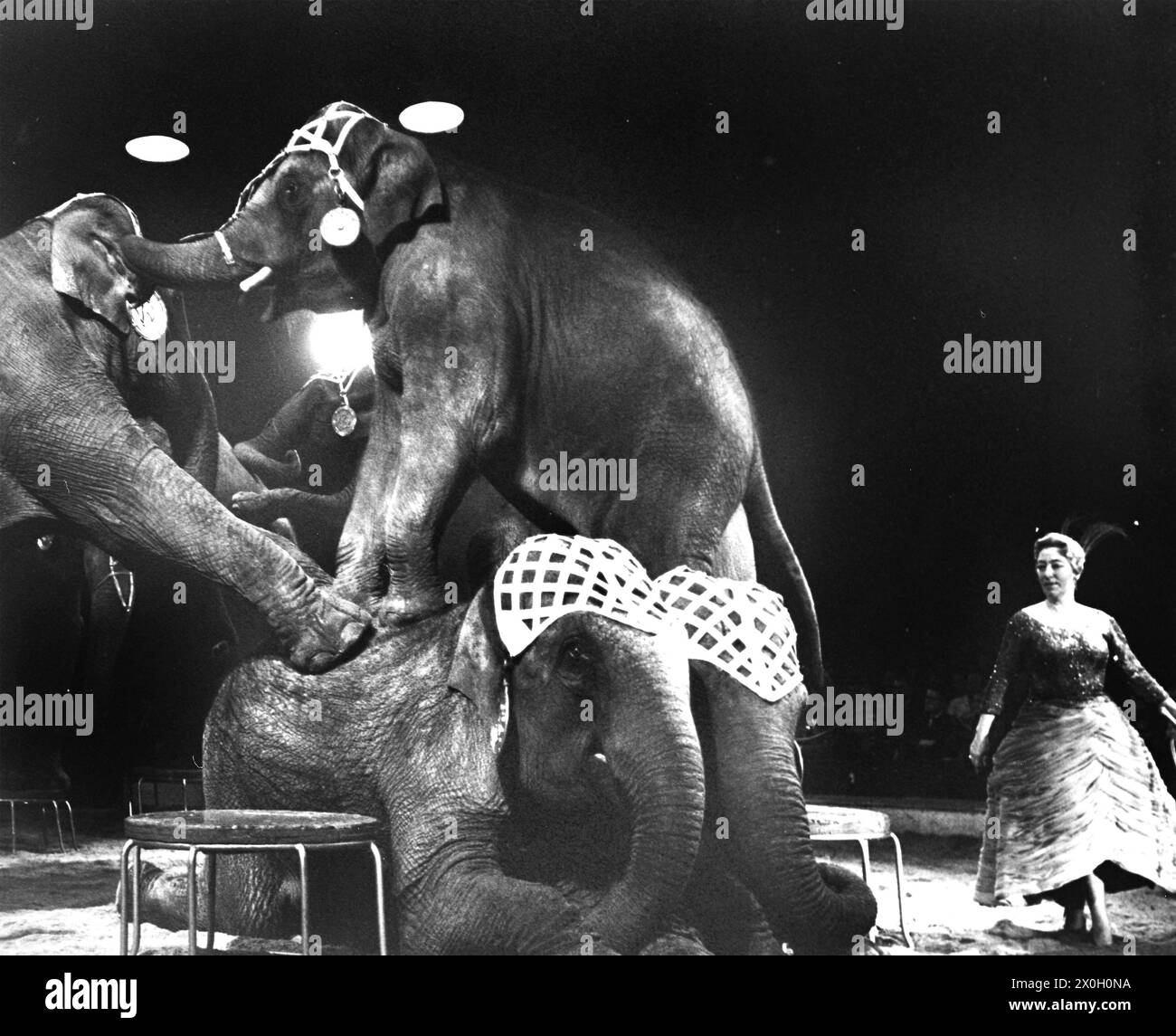 Photo taken at Zirkus Krone during the performances. In the picture, the circus elephants show off their skills. [automated translation] Stock Photo