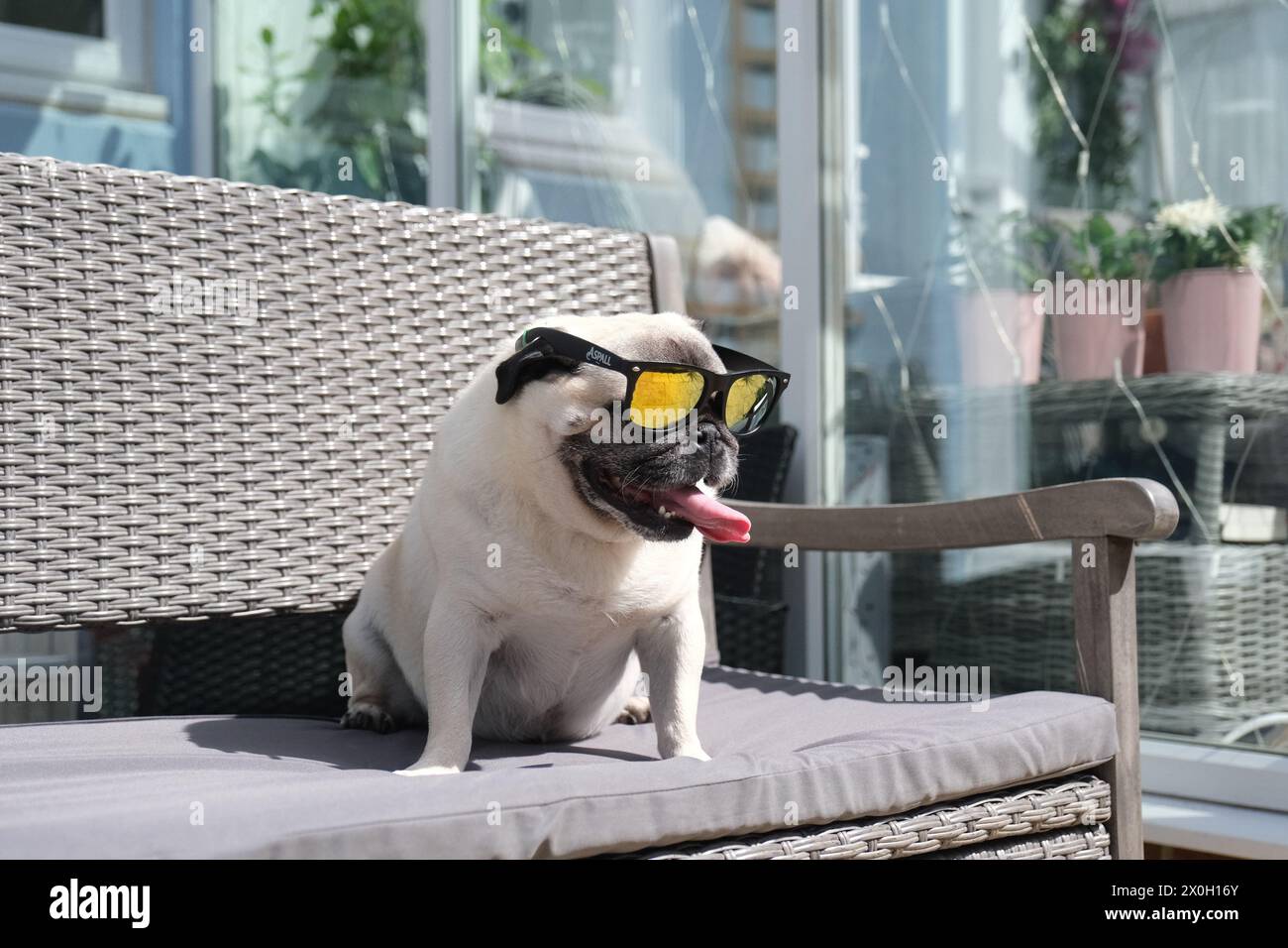 Wadebridge, Cornwall, UK. 12th April 2024. UK Weather. It was a pleasant 16 degrees C outside today, enough to make Dennis the Pug pant after his lunchtime walk. Credit Simon Maycock / Alamy Live news. Stock Photo