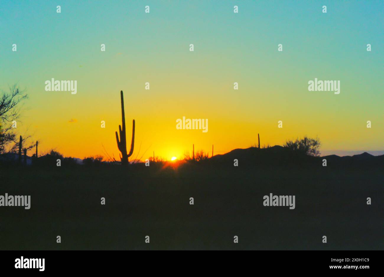 Saguaro cacti in the desert at sunset, Tucson, Arizona. [automated ...