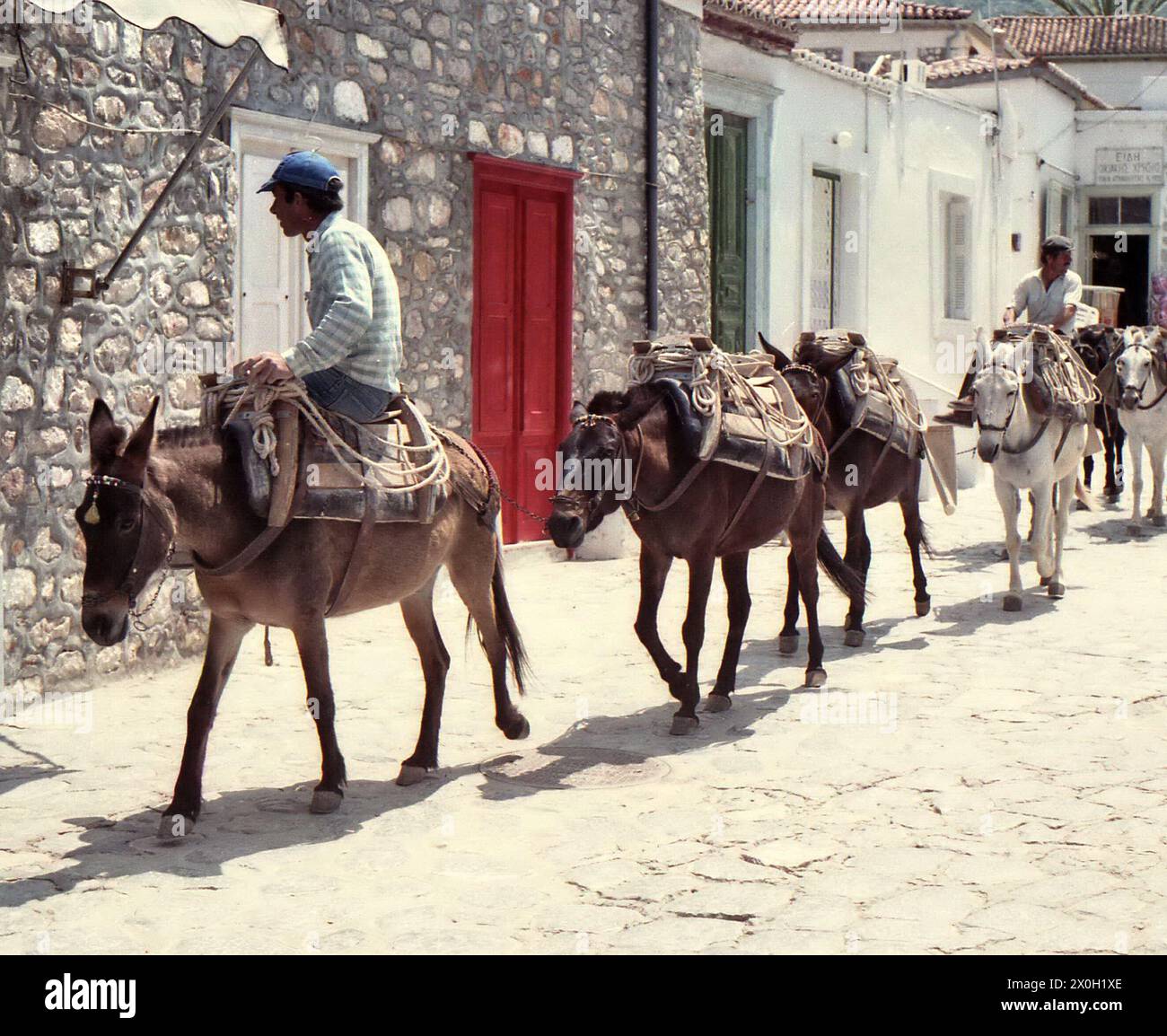 Transport donkeys on the island of Hydra. Donkeys are the only means of ...