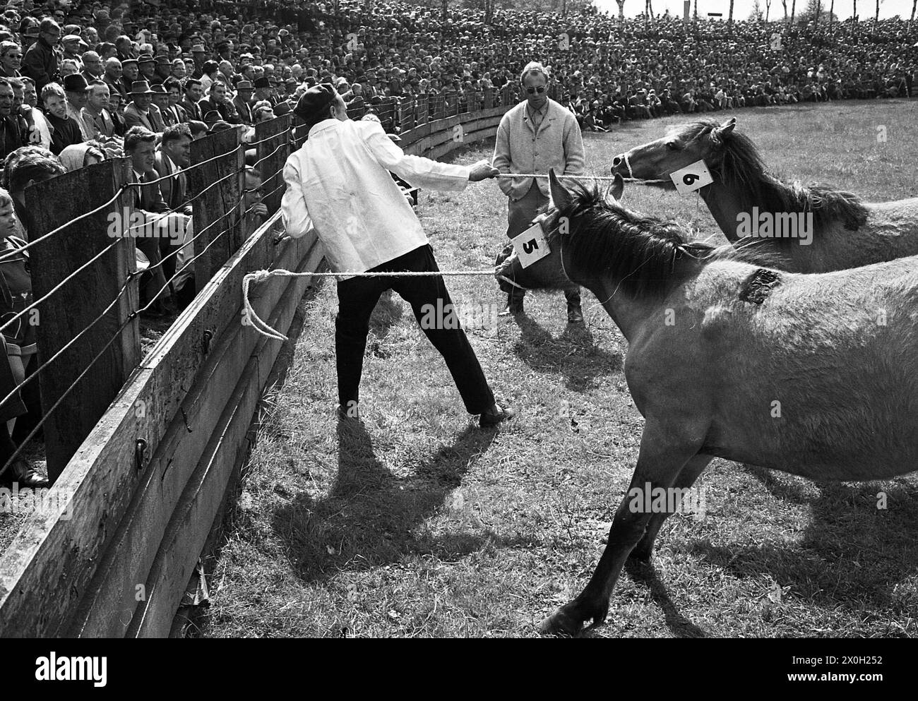 The wild horses in Dülmen are being captured in the picture. [automated translation] Stock Photo