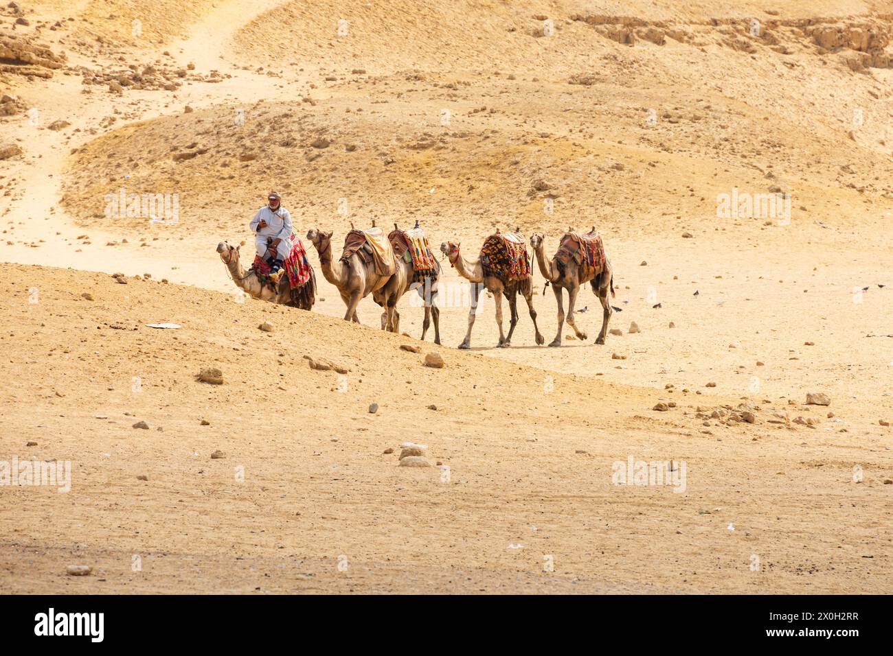 Bedouin camel train in the desert near the Great Pyramids. Cairo. Egypt Stock Photo