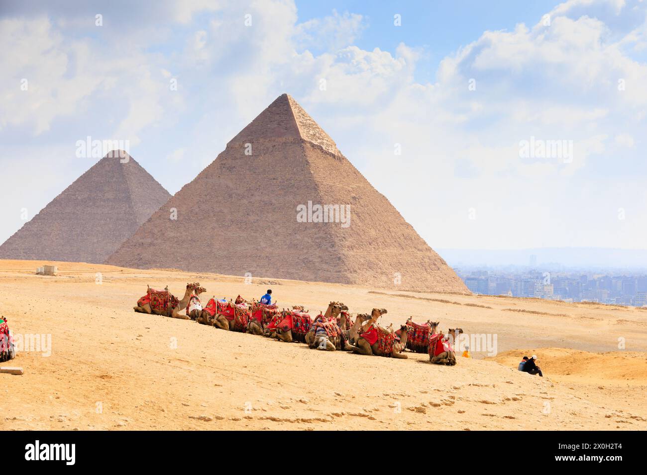 Resting Bedouin camel train in the desert with the Great Pyramids of Giza, Cairo, Egypt Stock Photo