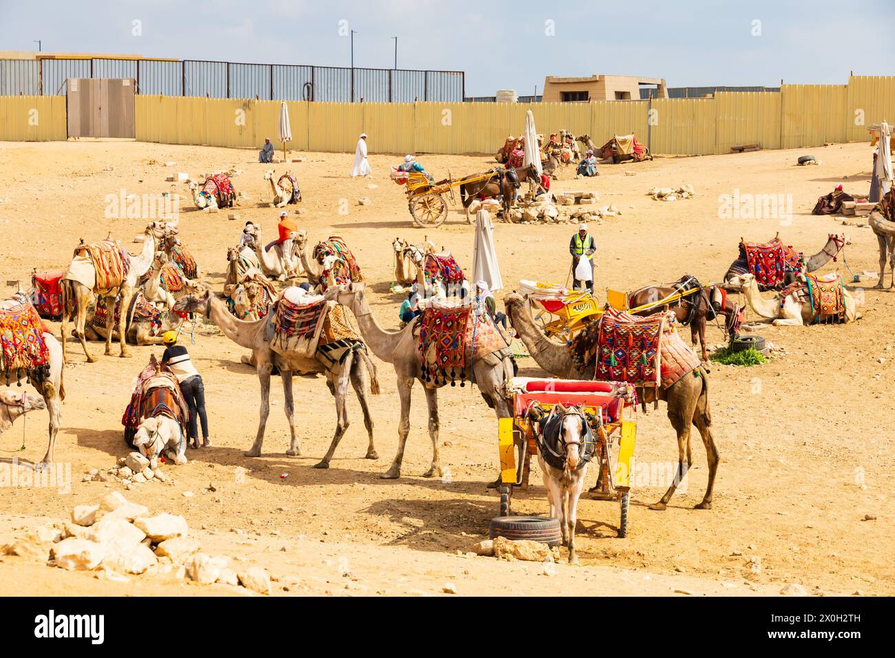 Bedouin camel park, ready for tourist camel rides near the Great ...
