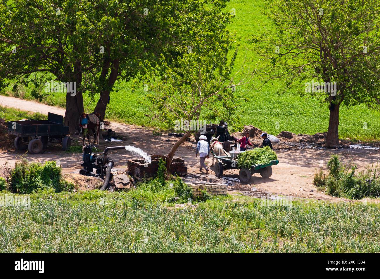 Rural farming scene with farmers and donkey and cart in a clearing with water pumping. In the shade of trees. Egypt Stock Photo