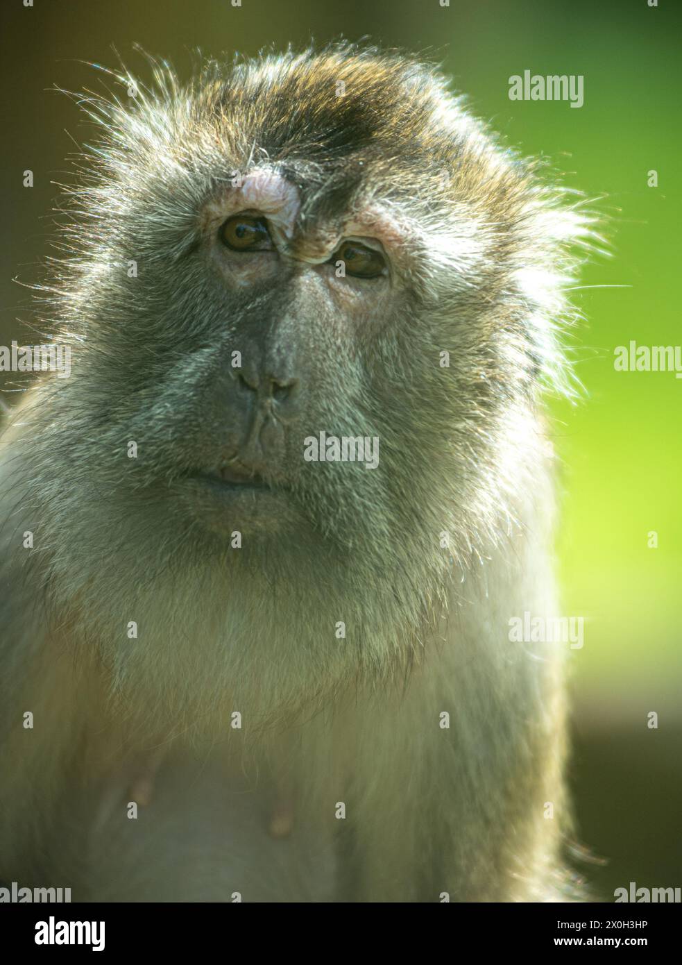 Javaneraffe, Langschwanzmakak,Java-Makak, Krabbenesser (Macaca ...