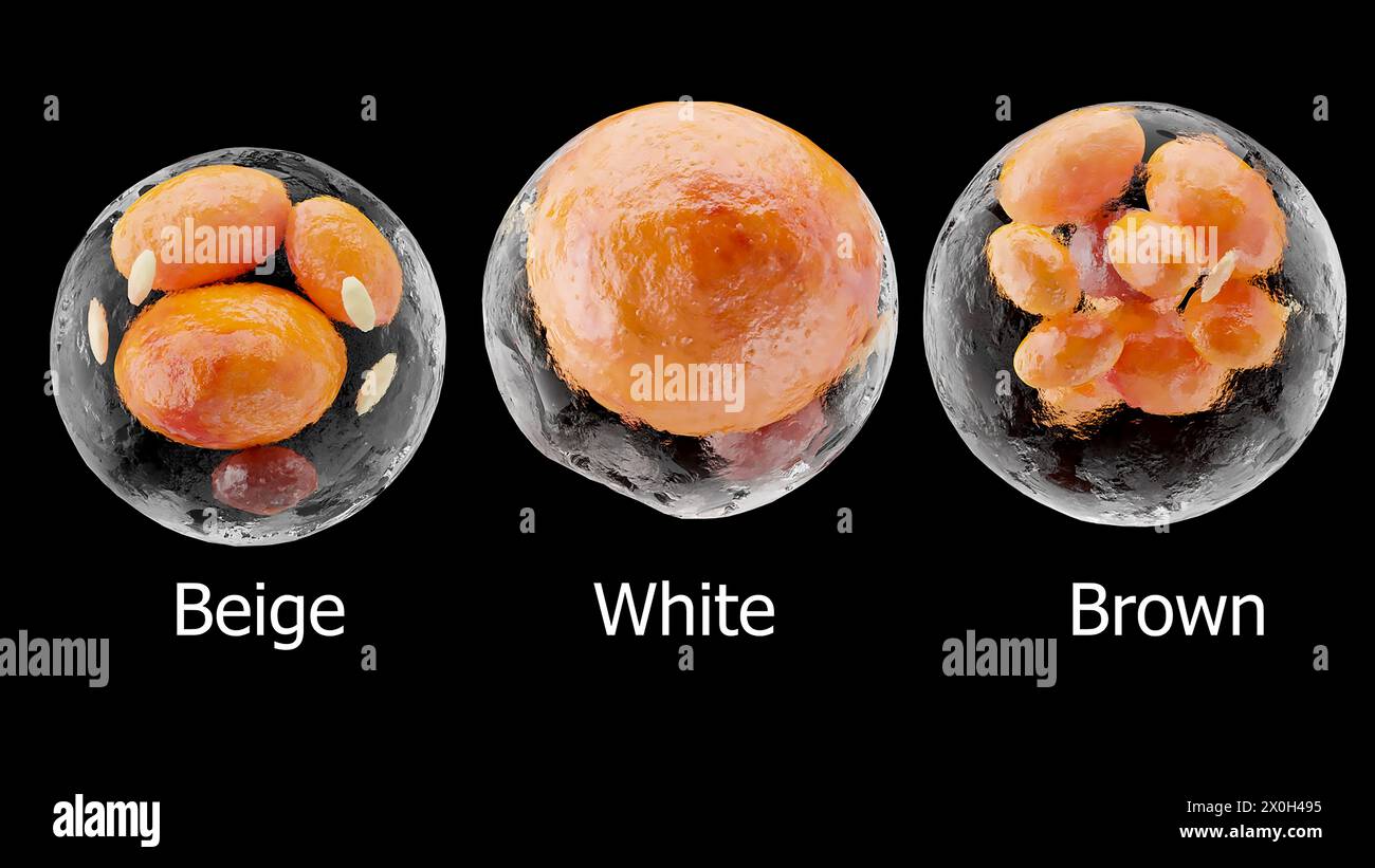 brown, beige and white fat cells, adipocyte and lipocyte, cholesterol in a cells, adipose tissue, lipid droplet, fat in body, Obesity, Types of lipocy Stock Photo