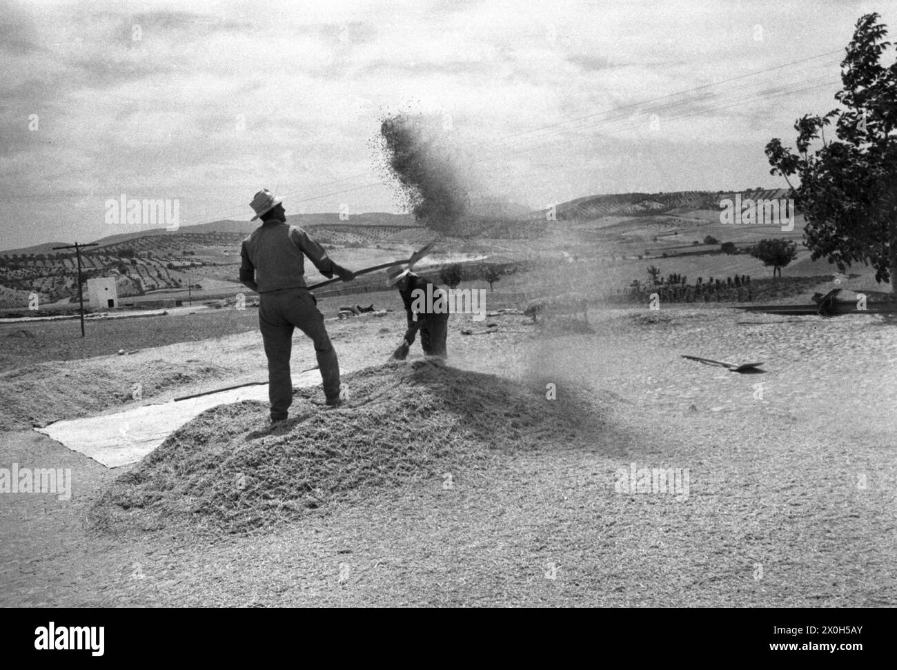 The wheat is separated from the chaff by hand. [automated translation ...