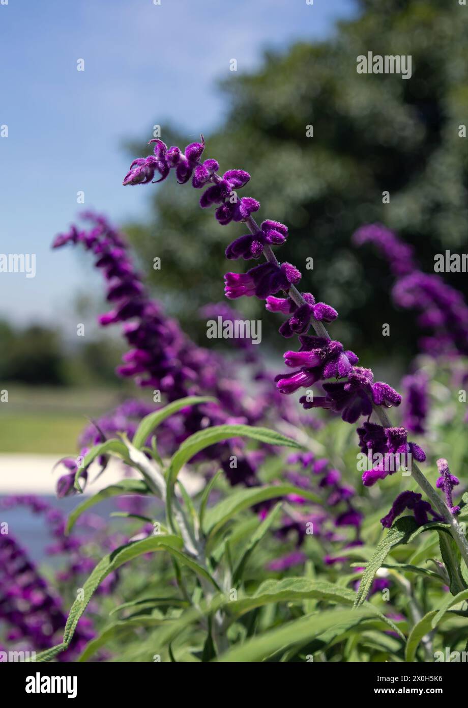 Salvia leucantha, purple blooming flowers, velvety plant. Botanical garden, park, summer background, flower wallpaper. South Africa Stock Photo