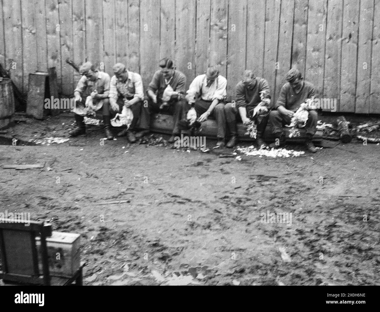 6 deutsche Soldaten sitzen auf einem Baumstamm und rupfen Gänse. Das