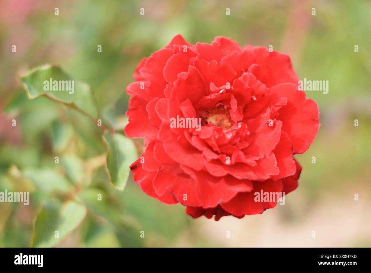 beautiful rose mother natures beauty Stock Photo