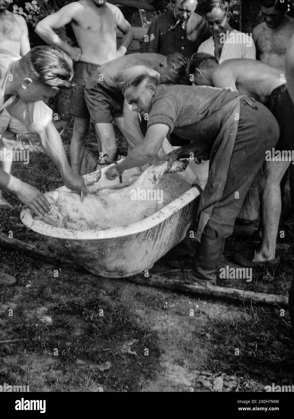 Soldiers of the Wehrmacht clean the bristles off a slaughtered pig in a bathtub. The picture was taken by a member of the Radfahrgrenadierregiment 2 / Radfahrsicherungsregiment 2, on the Eastern Front. Presumably during the advance in the summer of 1941 [automated translation] Stock Photo