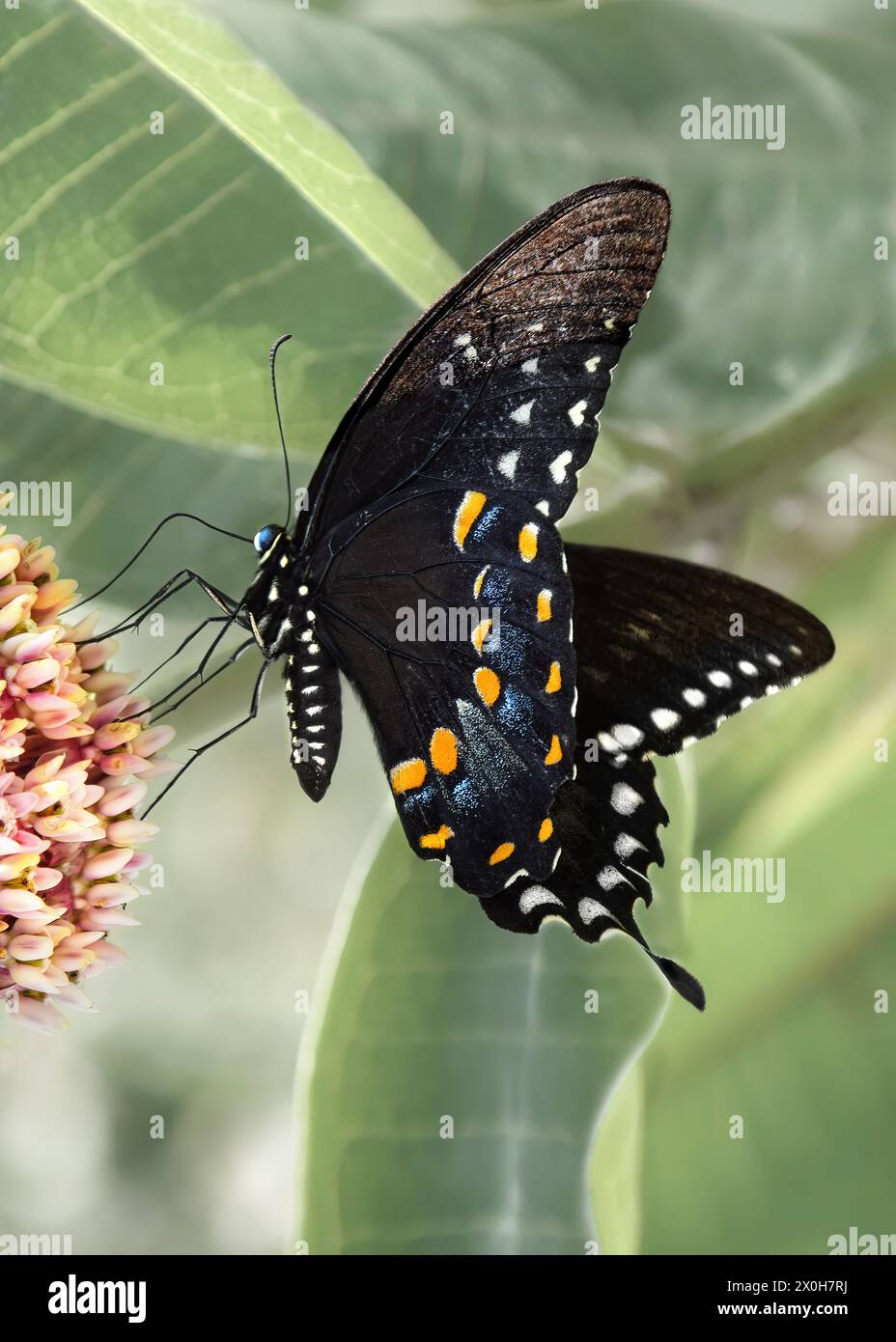 A profile close-up of a spicebush swallowtail aka the green-clouded butterfly (Papilio Troilus) with a pastel green background, macrophotography Stock Photo