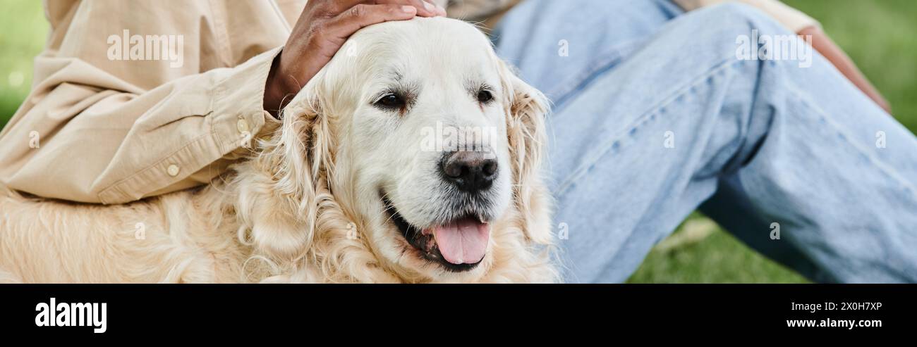 A disabled African American man lovingly pets a large and friendly Labrador dog in a heartwarming moment of connection. Stock Photo