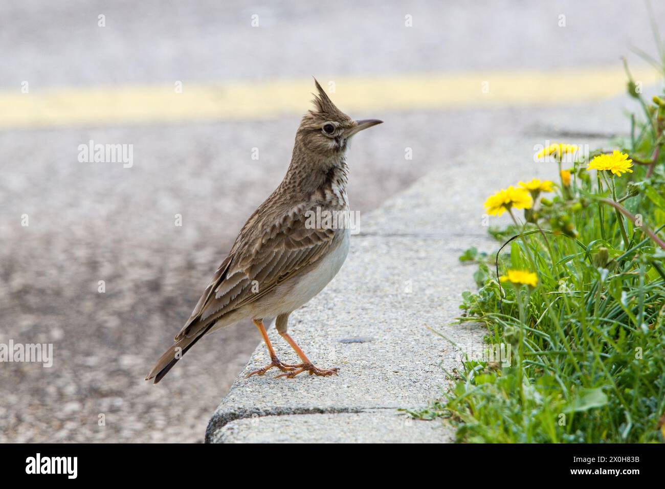 The crested lark (Galerida cristata) on a concrete curb with flowering dandelion. Stock Photo