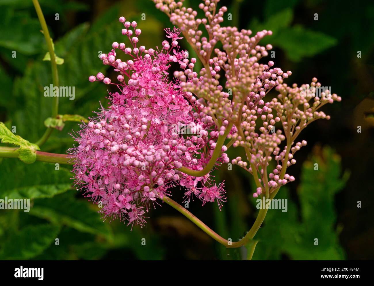 Pink flowers of Japanese astilbe in the summer garden. Stock Photo