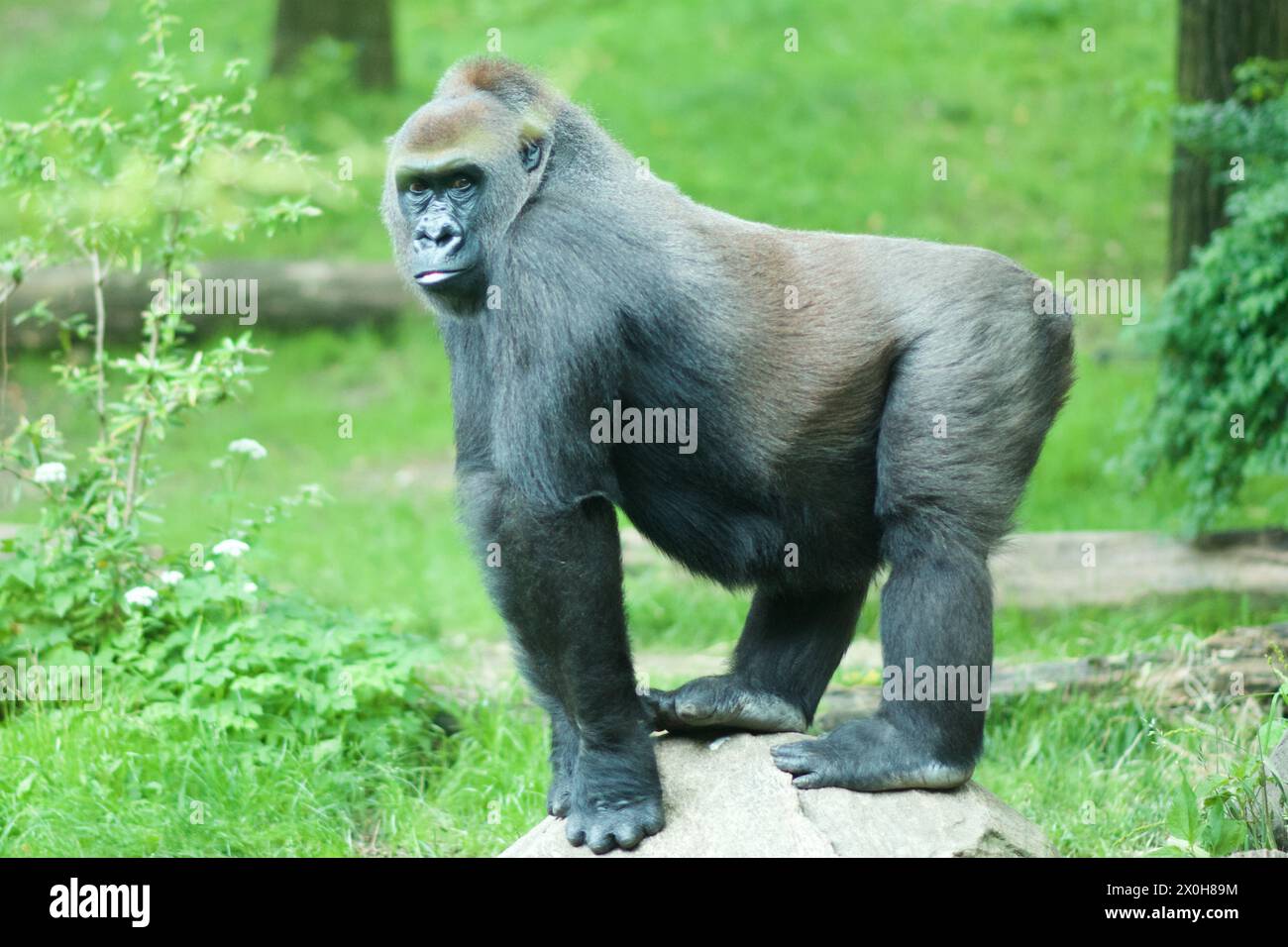 King kong monkey hi-res stock photography and images - Alamy