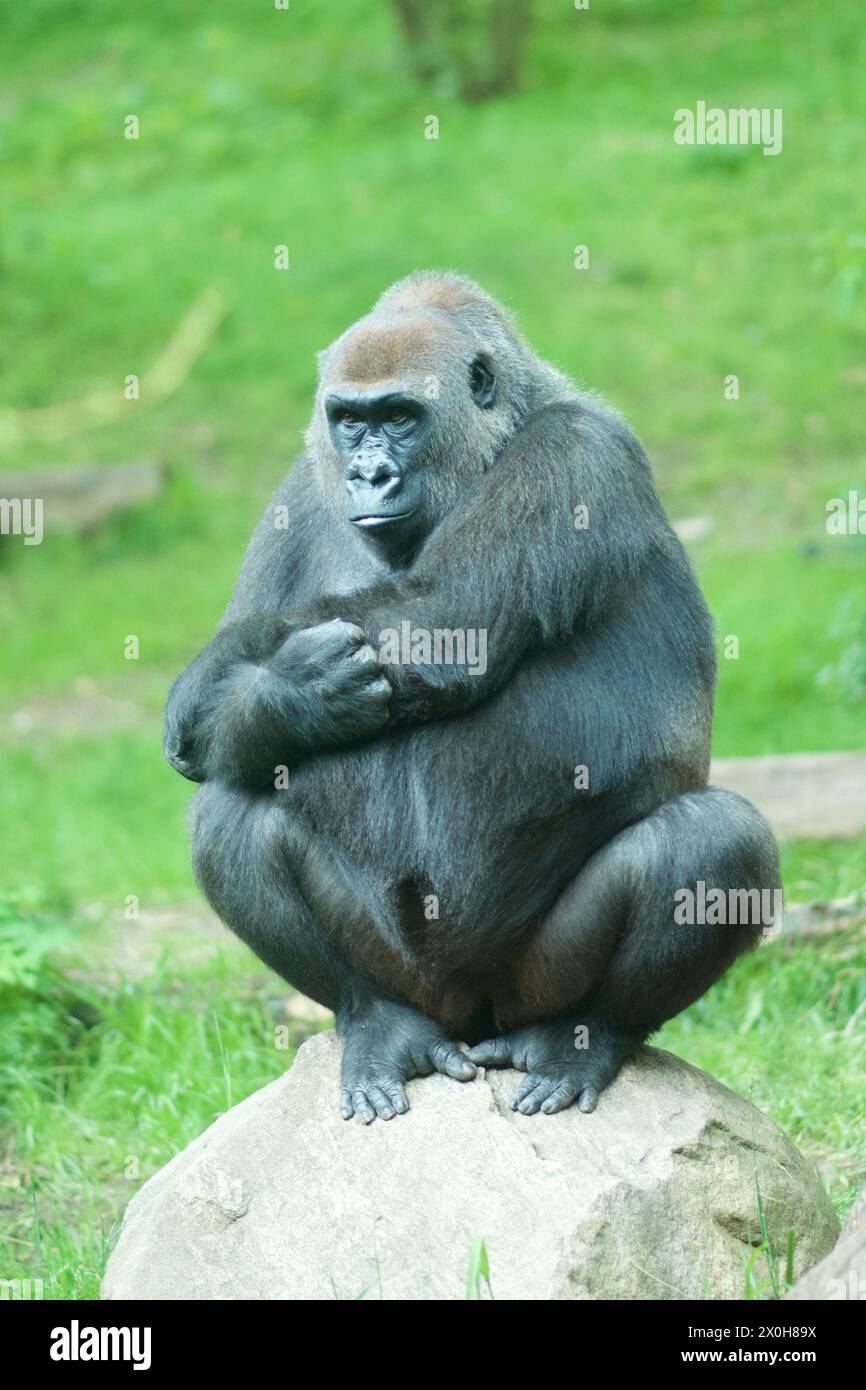King kong gorilla hi-res stock photography and images - Alamy