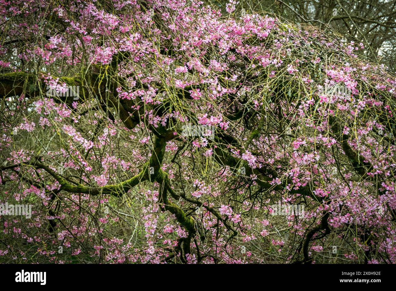 Pink ornamental cherry blossom in early spring-Pendula rubra Stock Photo