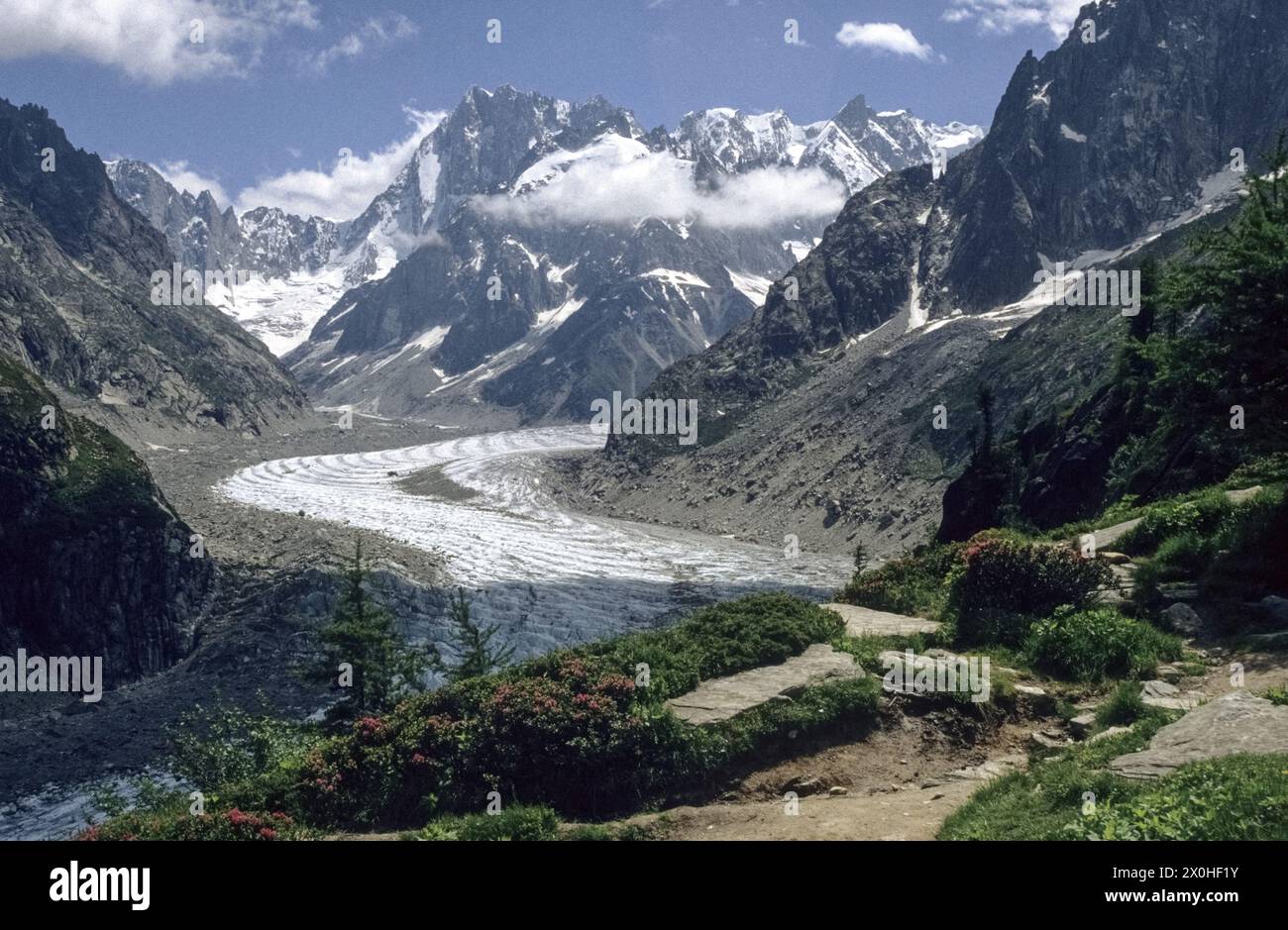 Alpine roses bloom along the path in front, the Mer de Glace glacier in the middle of the picture and the mountains of the Mont Blanc massif behind. [automated translation] Stock Photo