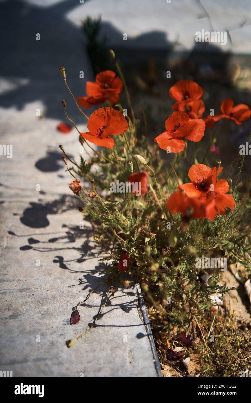 the red poppies grow from the asphalt Stock Photo - Alamy