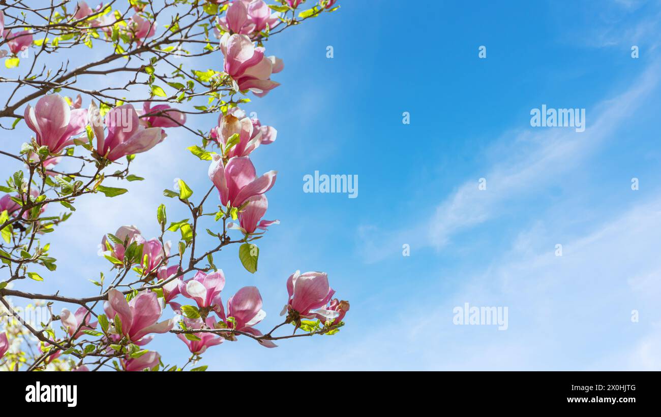Blooming tree branch with pink Magnolia soulangeana flowers in park or ...