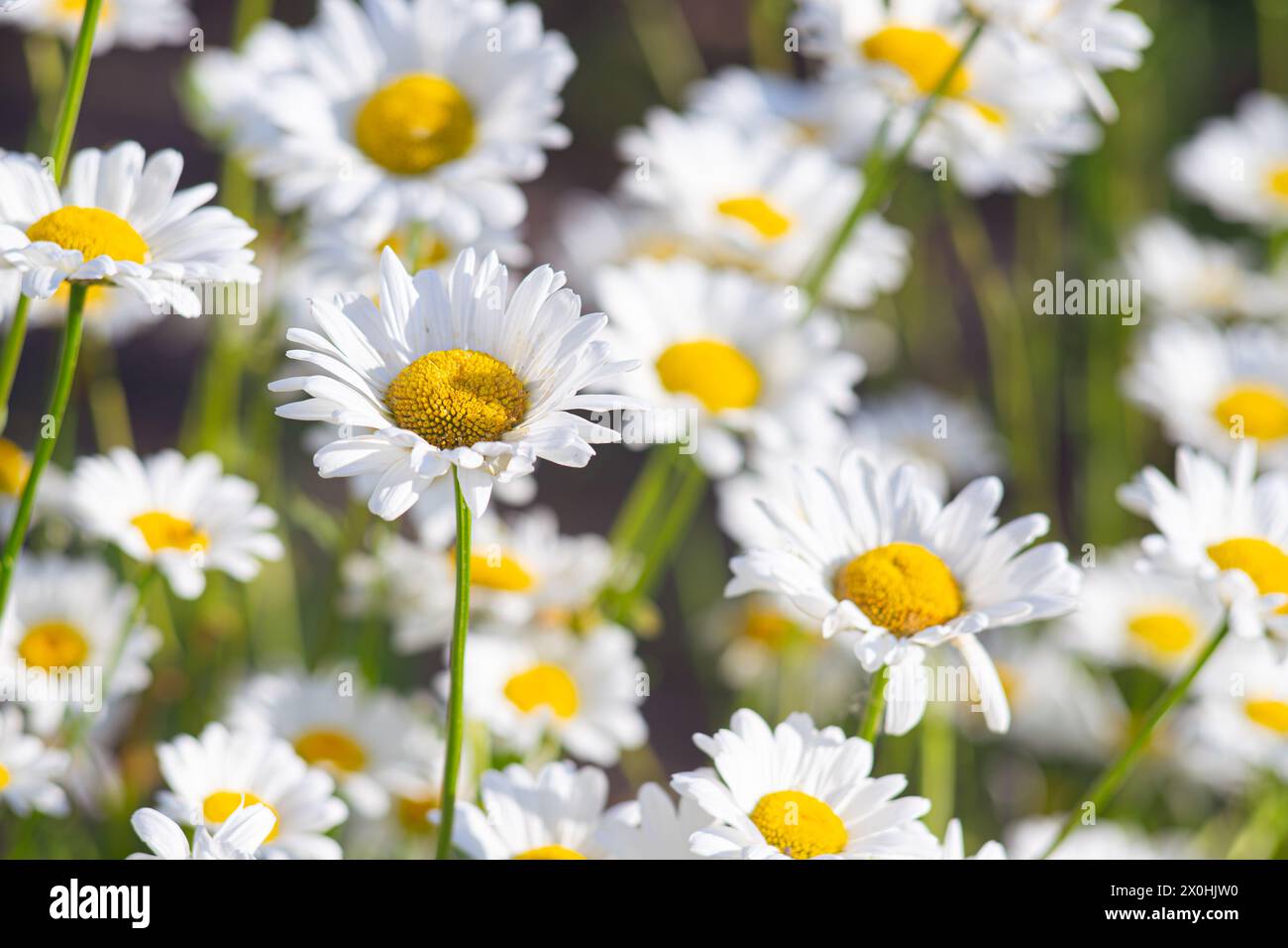 Wild chamomile flowers growing on meadow, lawn, white camomiles, daisy on green grass background. Oxeye daisy, Leucanthemum vulgare, Daisies, Common d Stock Photo