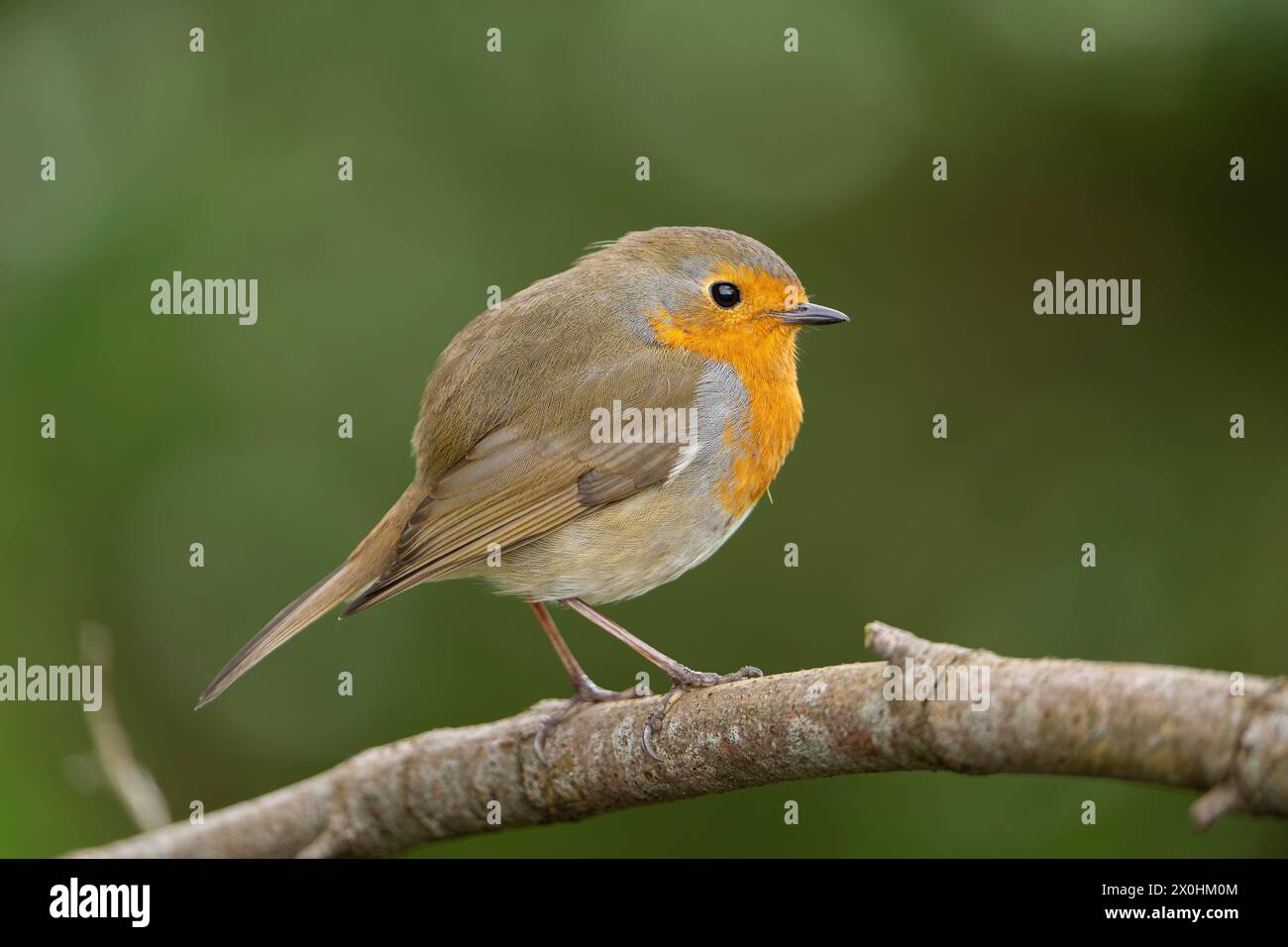 Close, detailed, side view of a wild, UK robin bird (Erithacus rubecula) standing isolated on a tree branch. Stock Photo