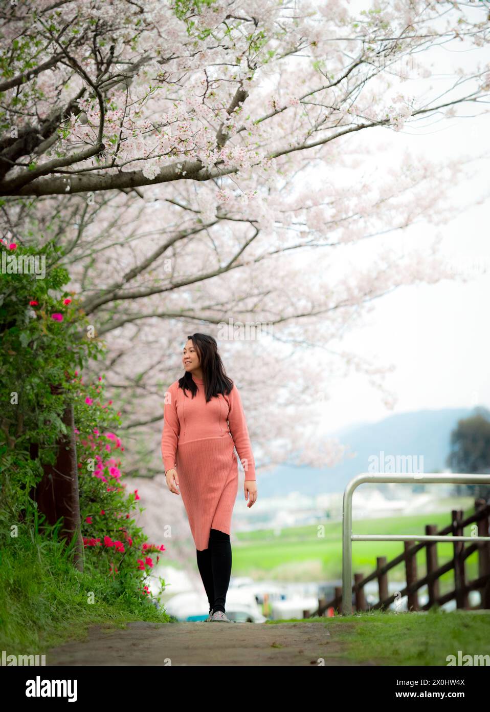 A happy pregnant woman strolling underneath the cherry blossom or sakura trees in spring. Stock Photo