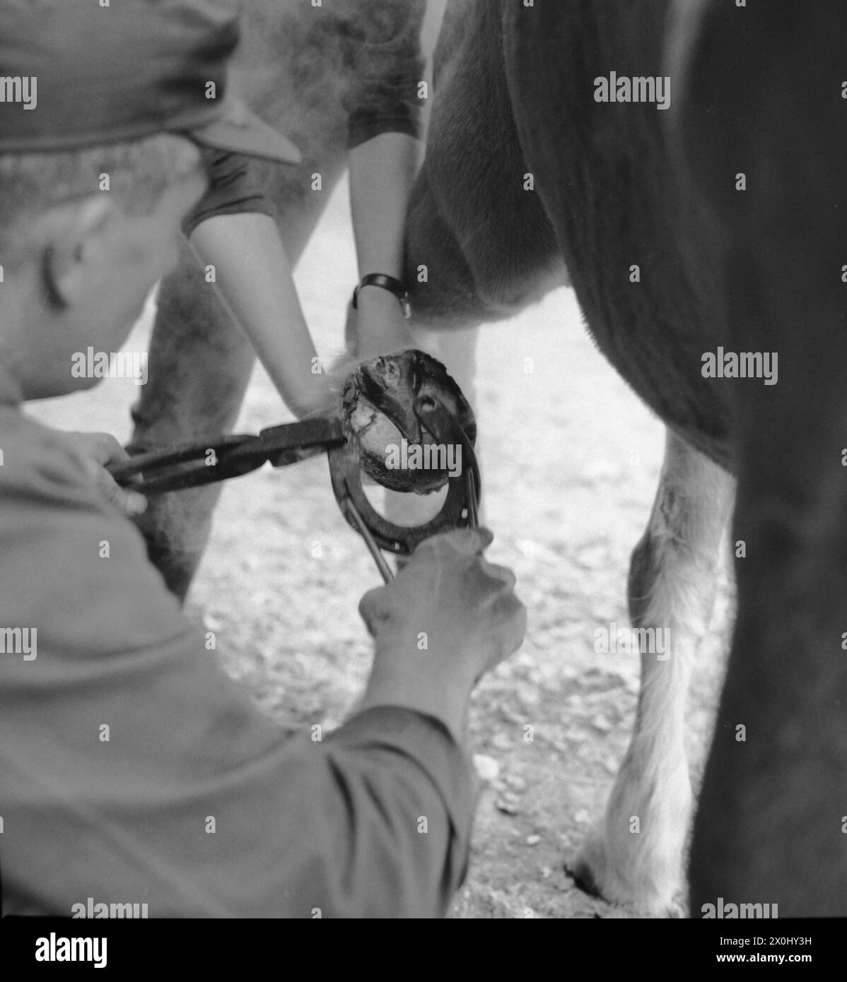 A farrier shoed the hoofs of a horse with horseshoes on the Elmau