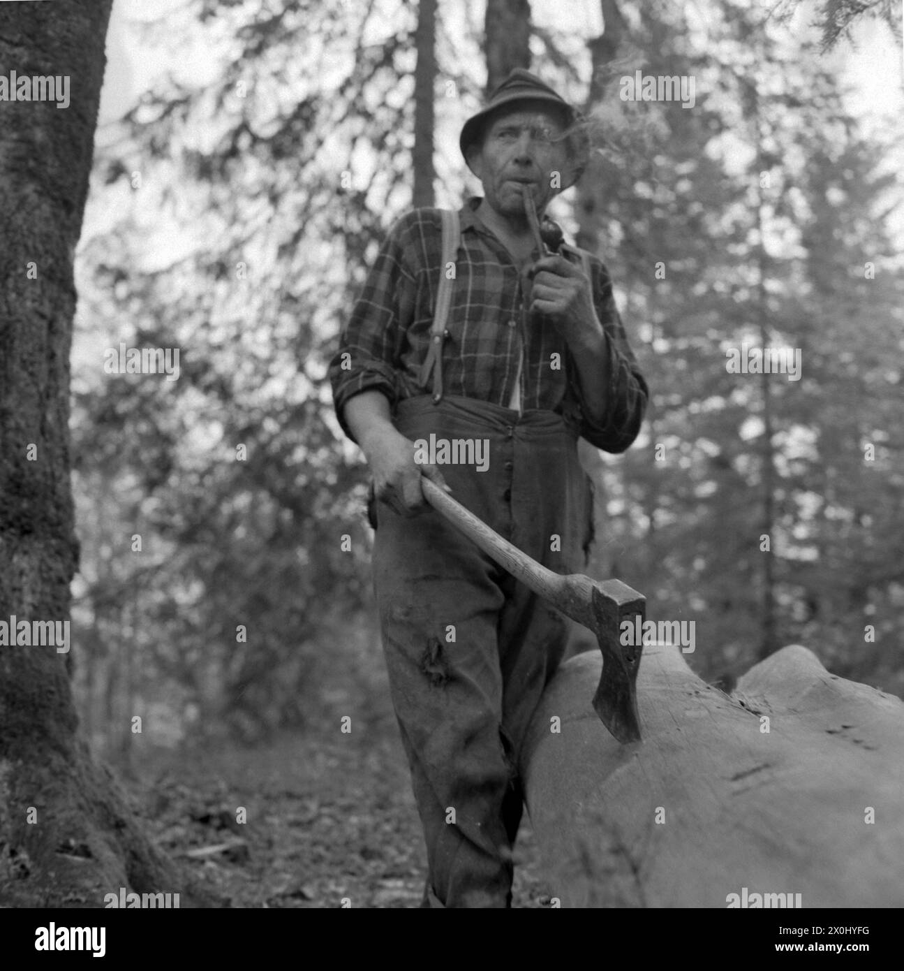 A woodcutter in the forest near Elmau near Garmisch-Partenkirchen takes ...
