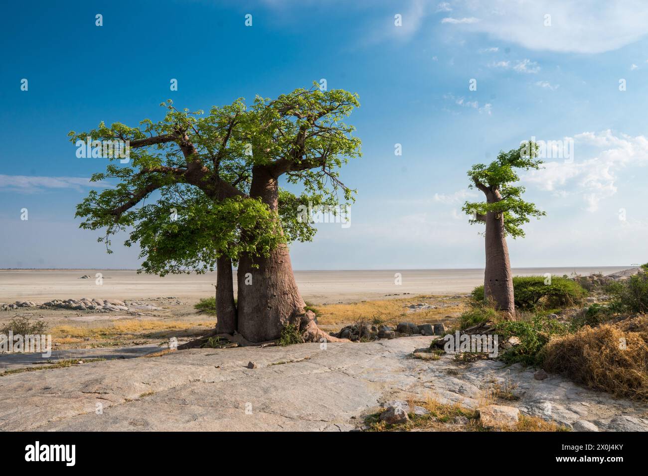 Baobab in Kubu Island, Botswana Stock Photo
