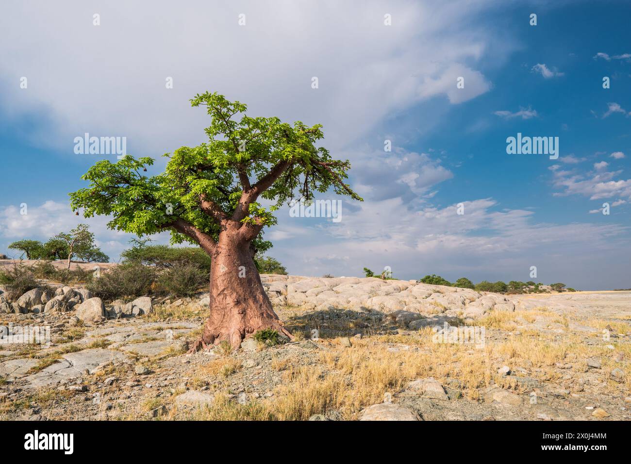 Baobab in Kubu Island, Botswana Stock Photo