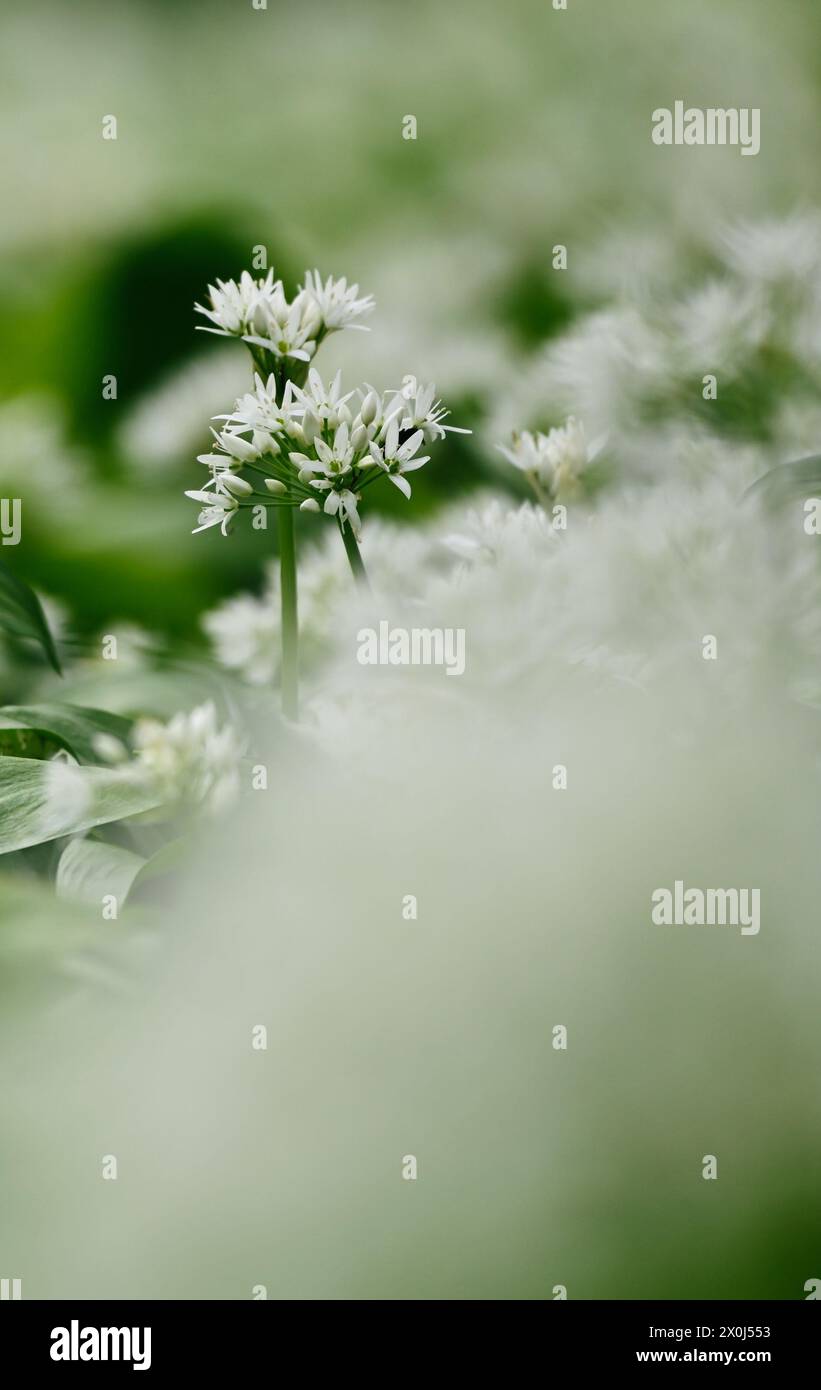 Allium cepa flower hi-res stock photography and images - Alamy