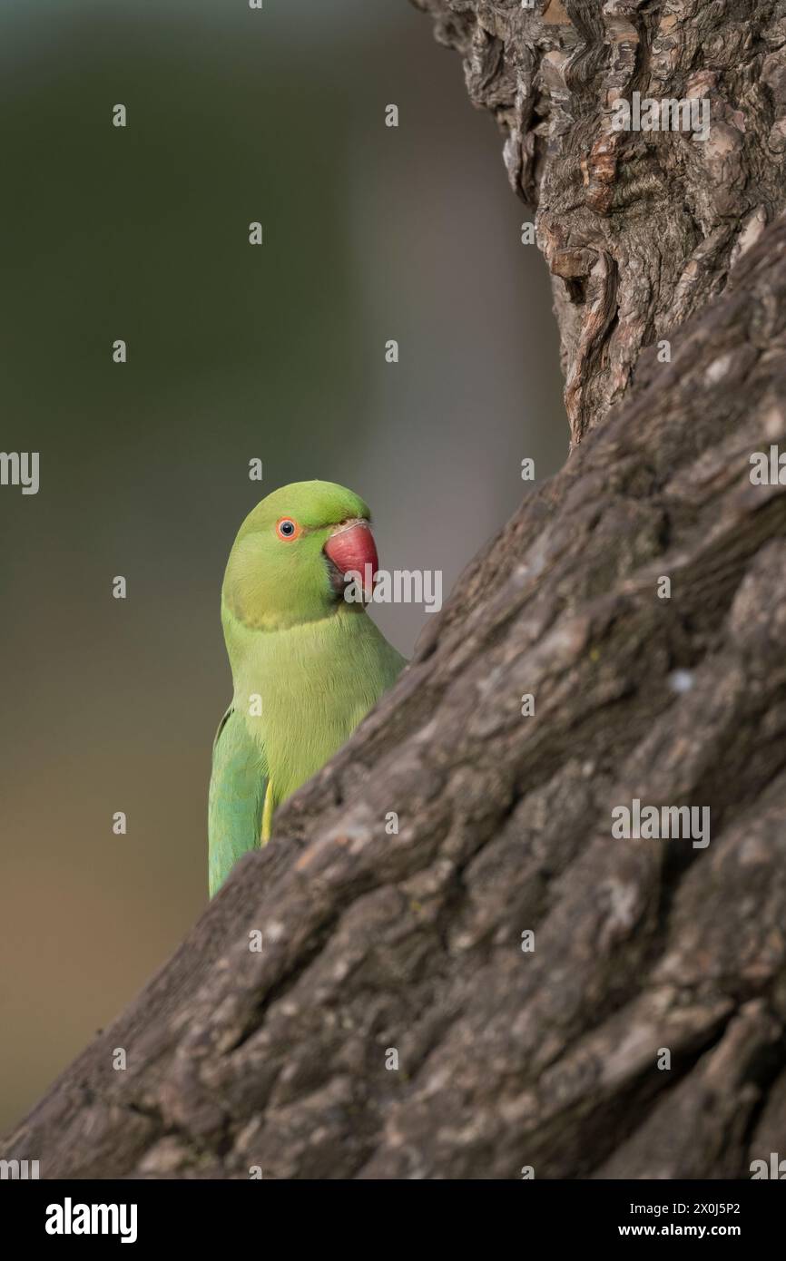 Parakeet Looking Rough Creatures inquisitive behavior hi-res stock photography and images - Alamy