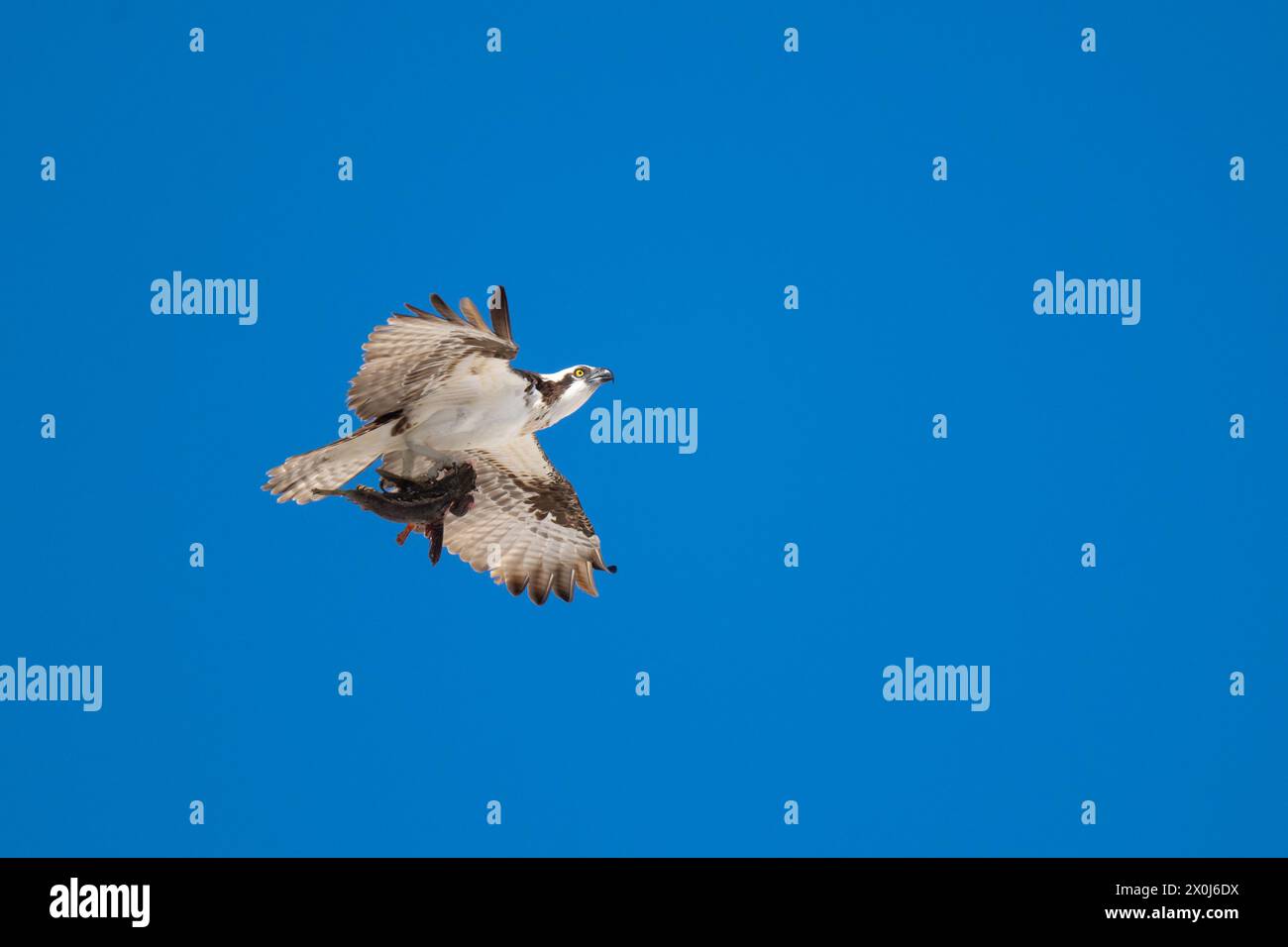 An Osprey(Pandion haliaetus) in flight carrying a fish in Baja ...