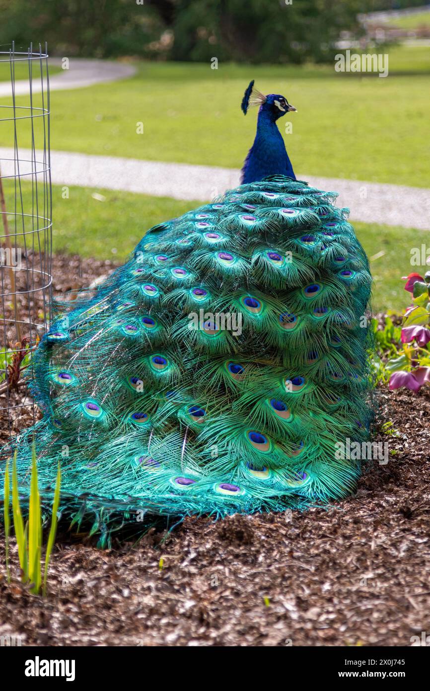 A male peacock and its bright plumage during the spring in Victoria ...