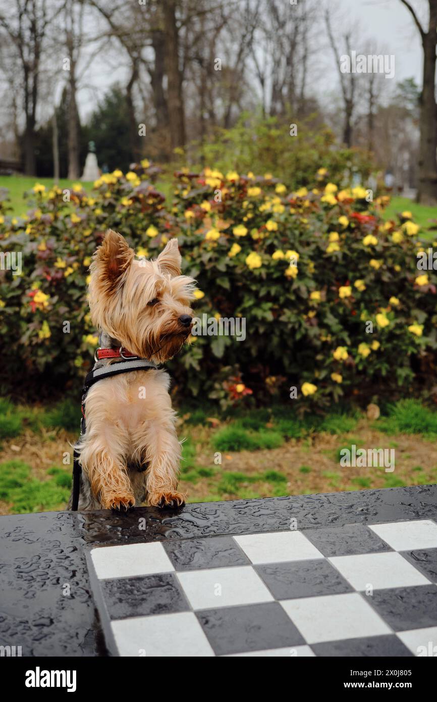 A charming fluffy Yorkshire Terrier stands with its front paws leaning on a chess table and poses. A cute decorative dog does clever tricks in a sprin Stock Photo