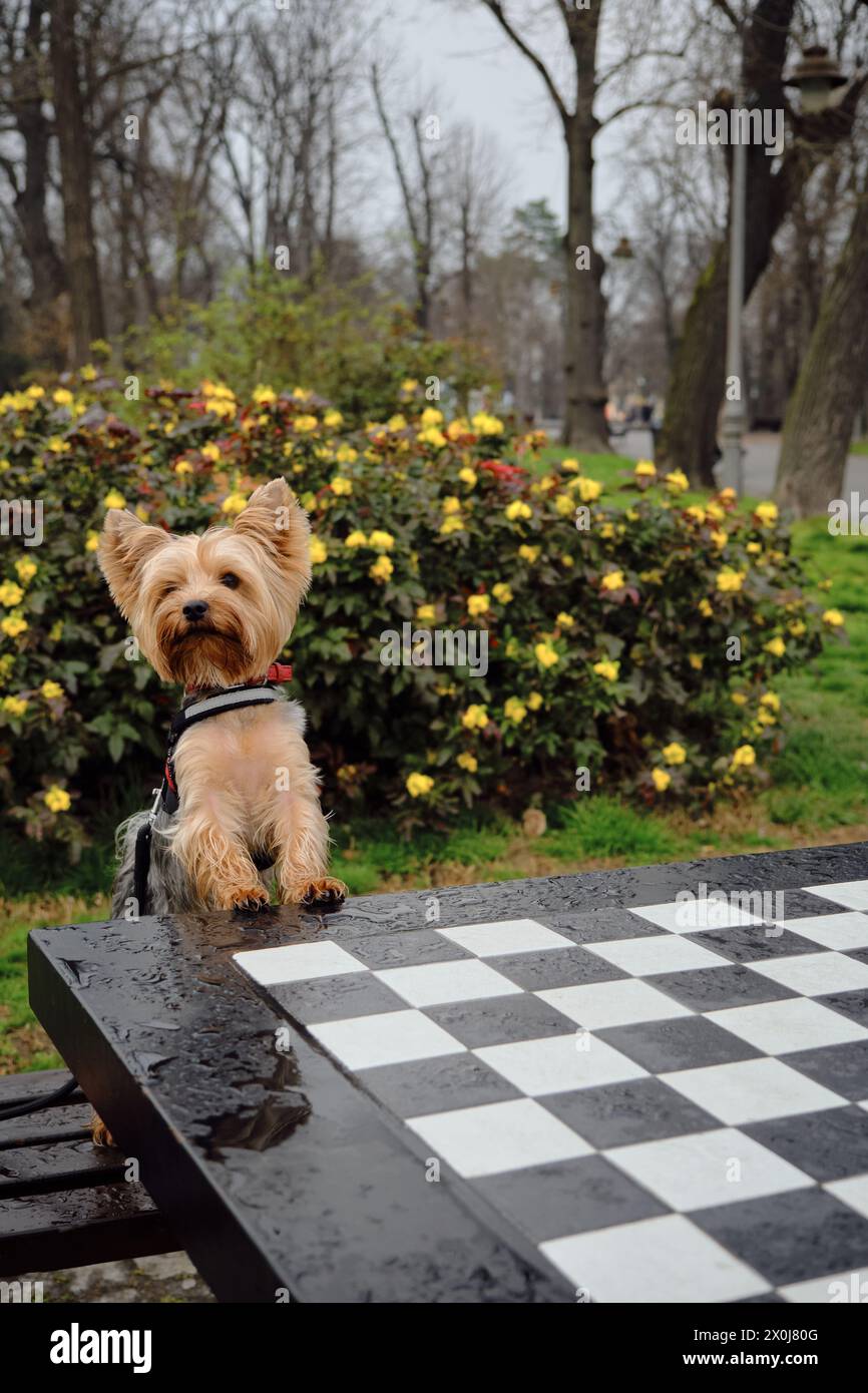 A charming fluffy Yorkshire Terrier stands with its front paws leaning on a chess table and poses. A cute decorative dog does clever tricks in a sprin Stock Photo