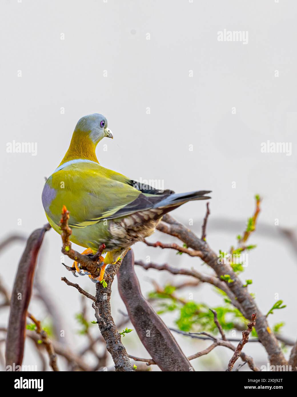 A Yellow footed Green Pigeon looking back Stock Photo