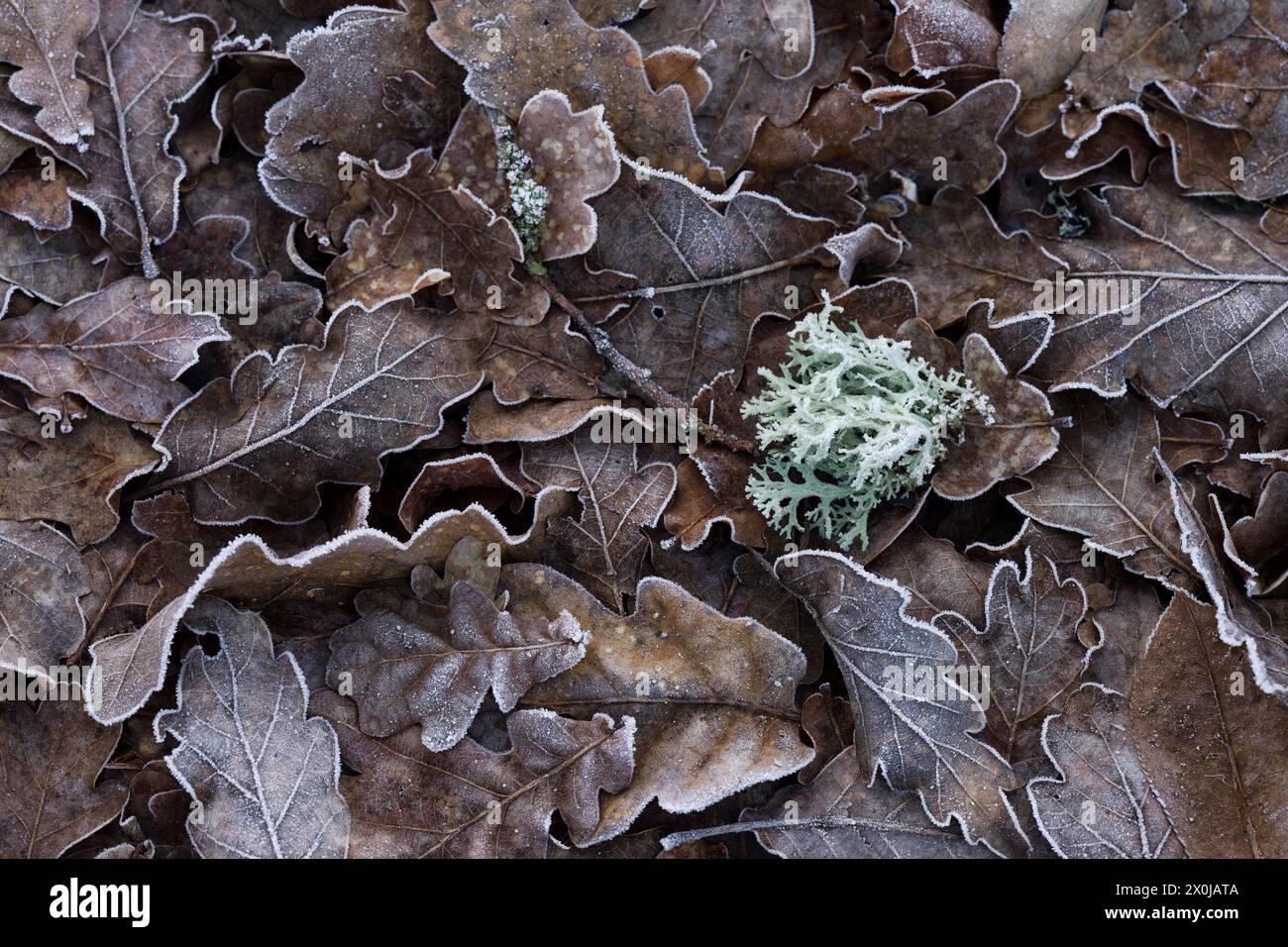 Lichens on oak hi-res stock photography and images - Alamy