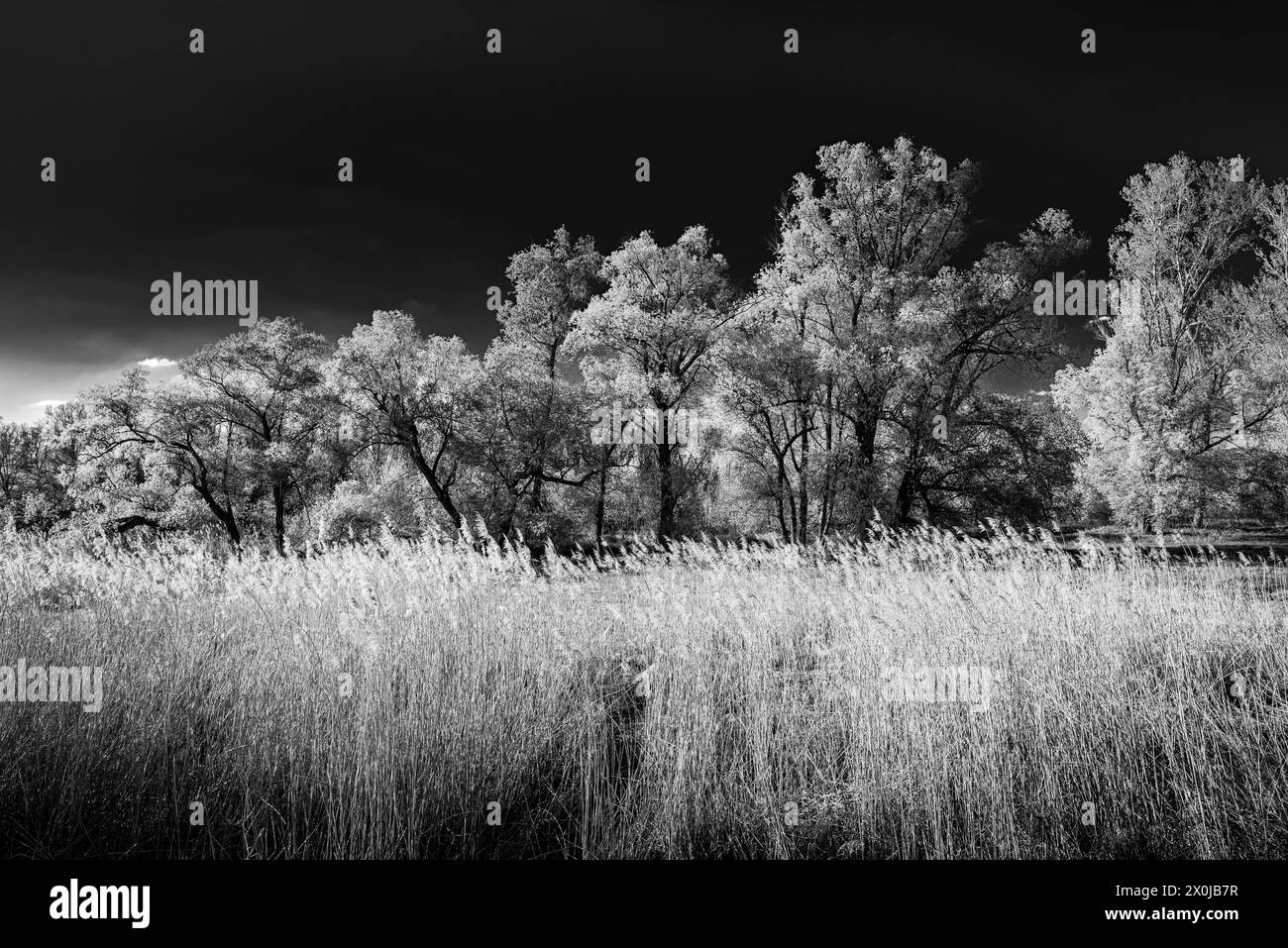 Trees and groups of trees in the Rhine meadows near Frei-Weinheim in black and white, Stock Photo
