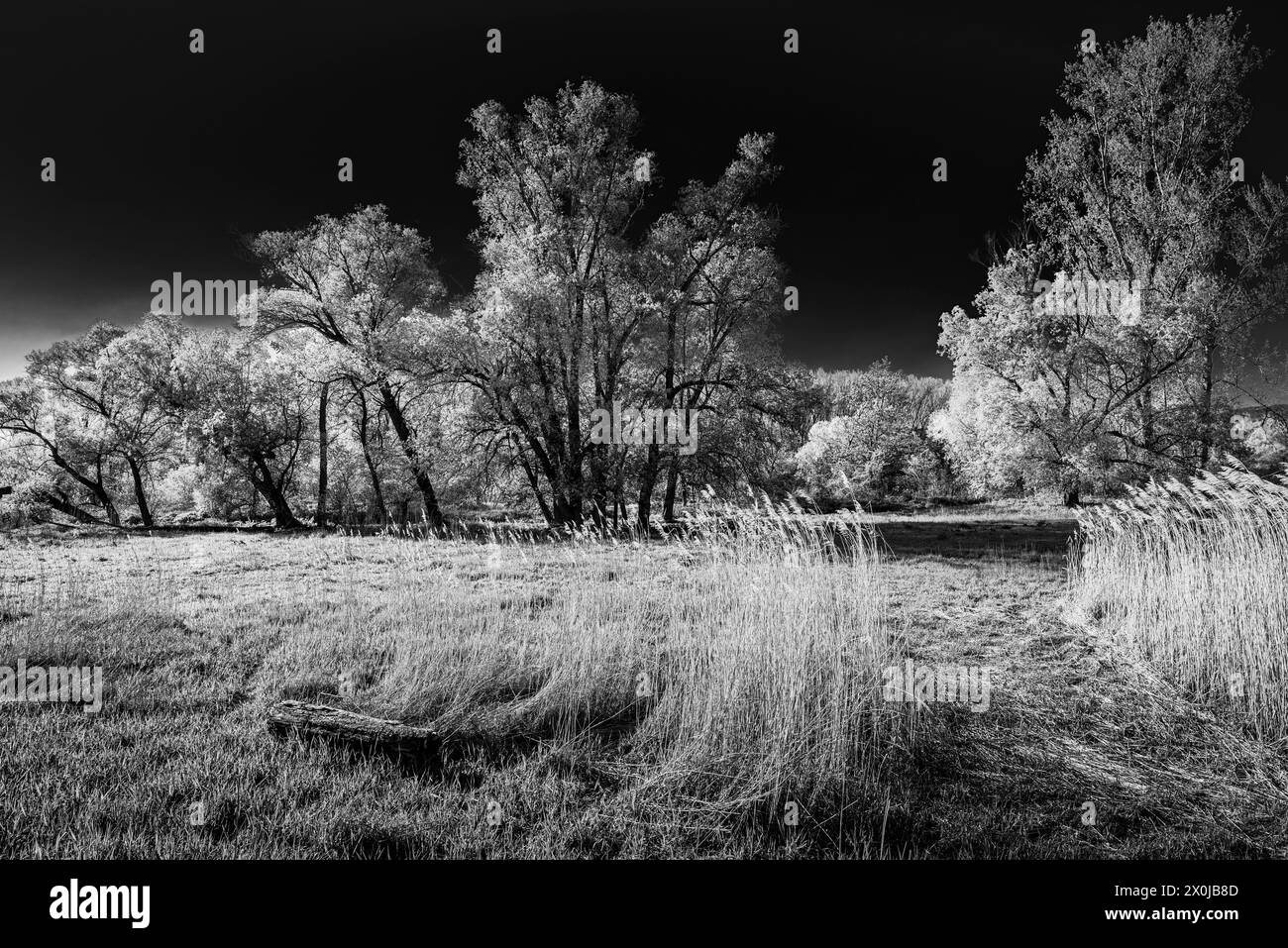 Trees and groups of trees in the Rhine meadows near Frei-Weinheim in black and white, Stock Photo